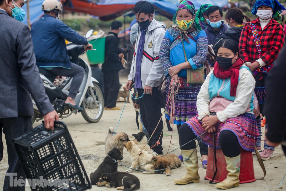unique dog market in bac ha plateau excites crowds picture 6