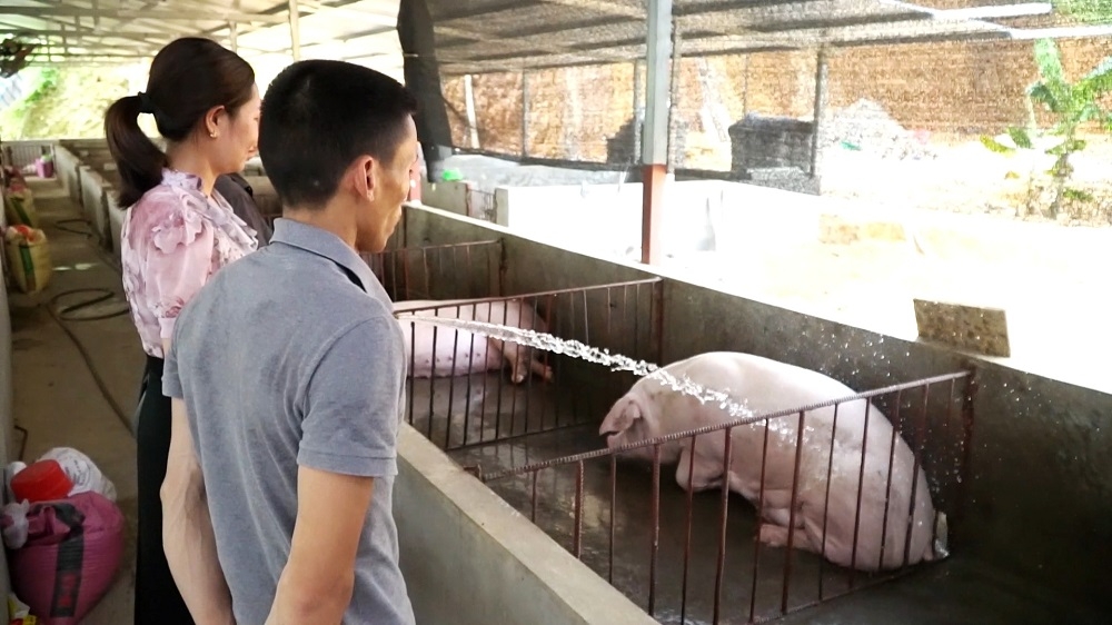 Giá lợn tăng, người chăn nuôi phấn khởi, người tiêu dùng thắt chặt chi tiêu