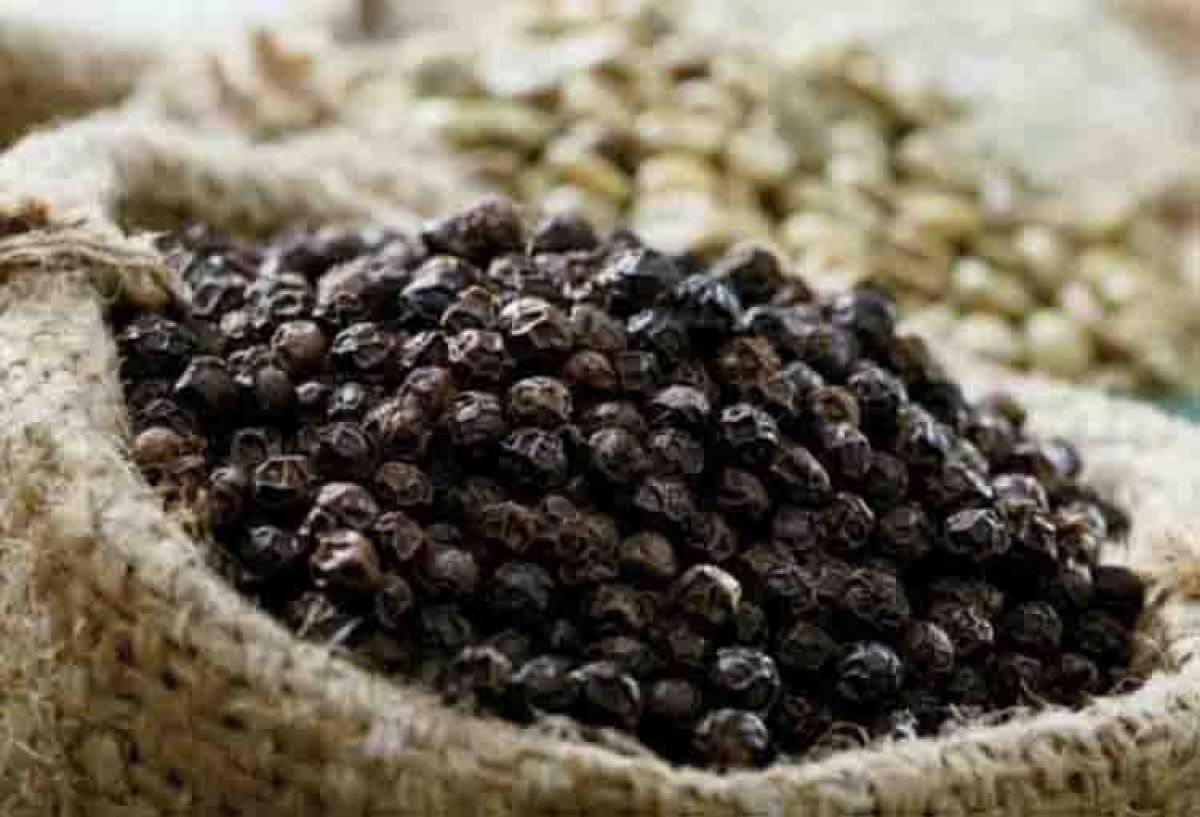 vietnamese pepper exports rebound picture 1