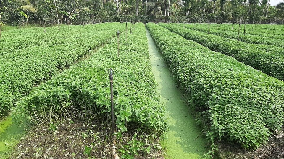 Nông Tiền Giang phấn khởi vì rau xanh đắt hàng, được giá