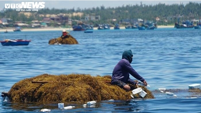 Ảnh: Lặn biển 'săn' rong mơ, bán đắt như tôm tươi