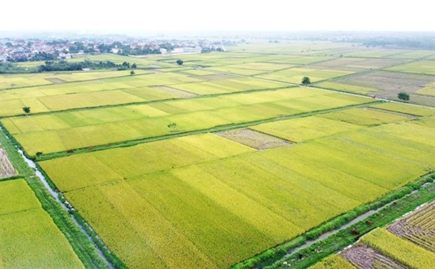 room remains for vietnamese rice exports to uk picture 1