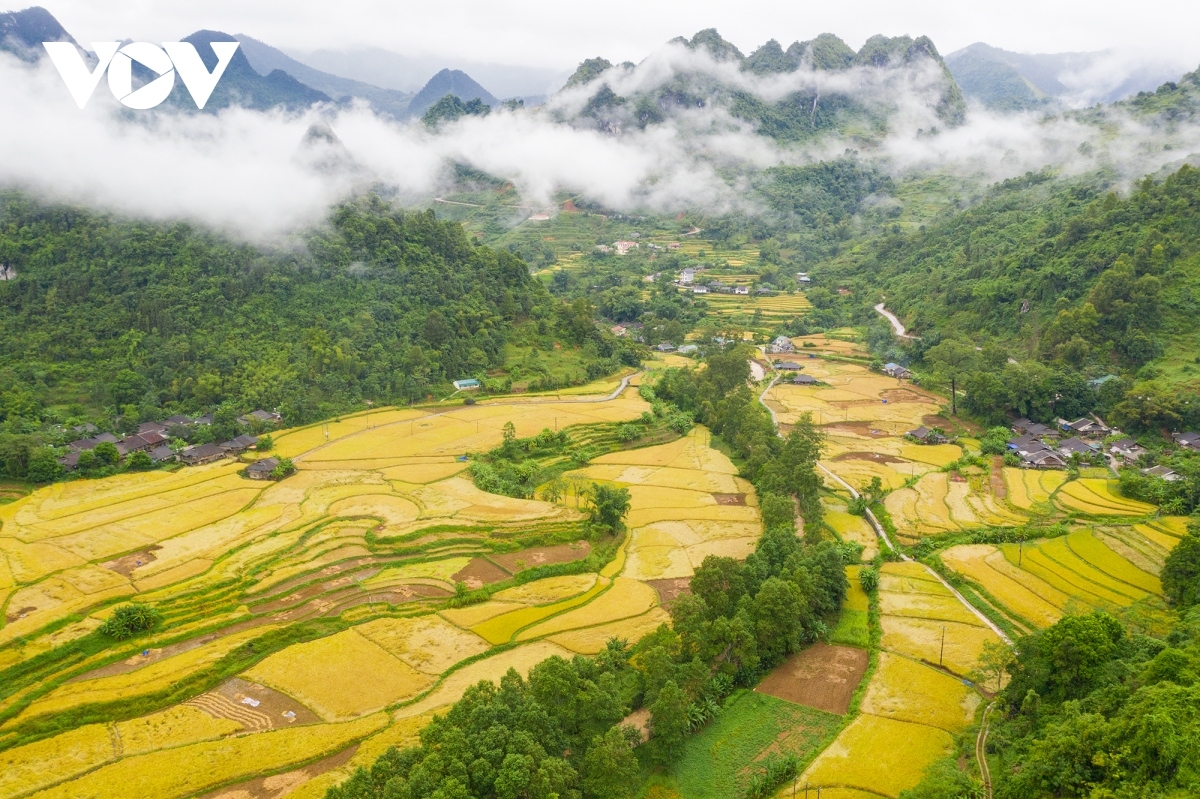 upland rice fields turn yellow in harvest season picture 7