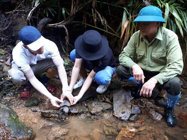 70 turtles released at sao la nature reserve picture 1