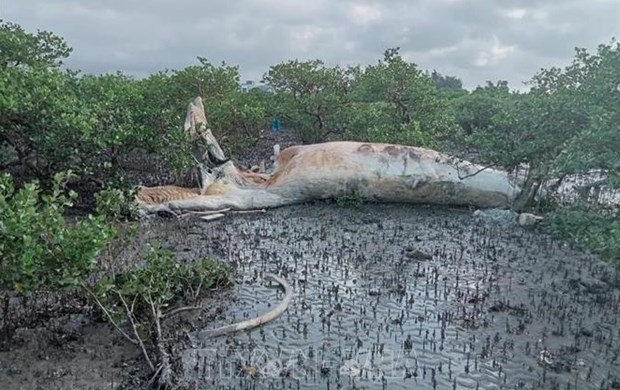 massive whale carcass washed ashore in quang ninh picture 1