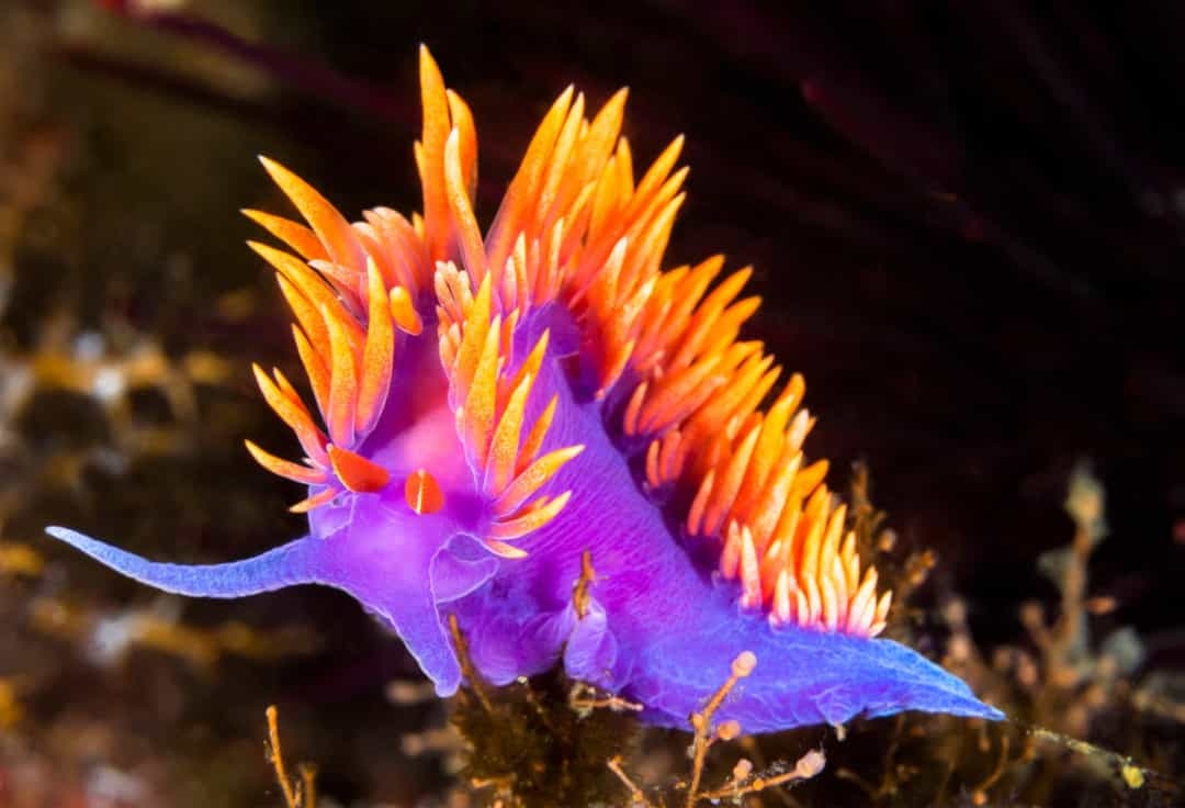 Chiêm ngưỡng những loài sinh vật đẹp nhất đại dương - Ảnh 1.