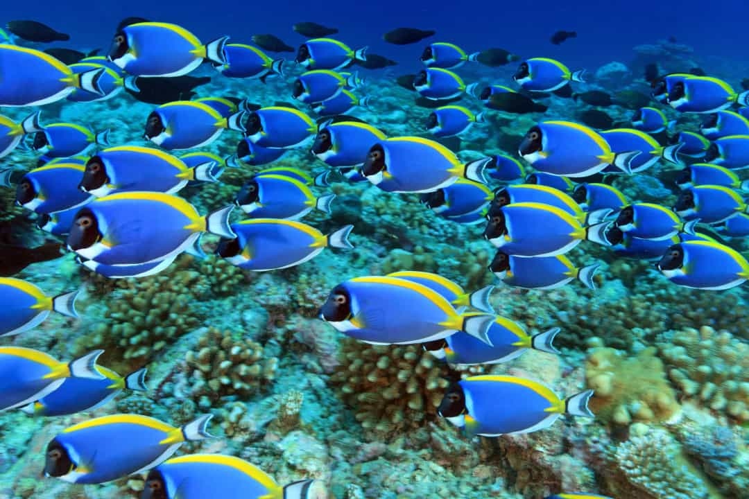 Khám phá nhiều hơn 106 hình ảnh đại dương đẹp mới nhất - thtantai2 ...
