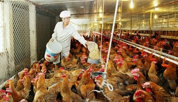 vietnam s animal feed imports jump to us 3.1 billion picture 1