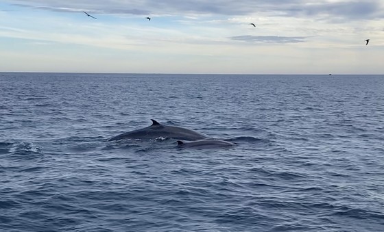 seven blue whales spotted off south-central vietnamese coast picture 1