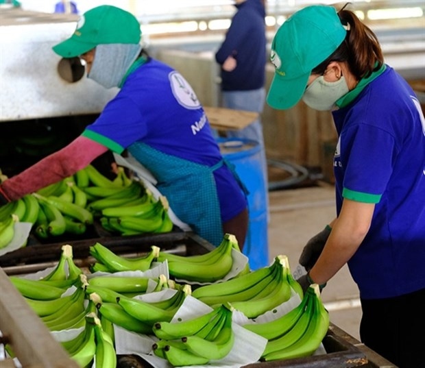vietnam, china negotiate phytosanitary requirements for fruit exports picture 1