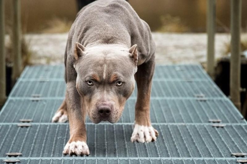 Chó Pitbull Cắn Chủ Nhà Thiệt Mạng Ở Thanh Hóa