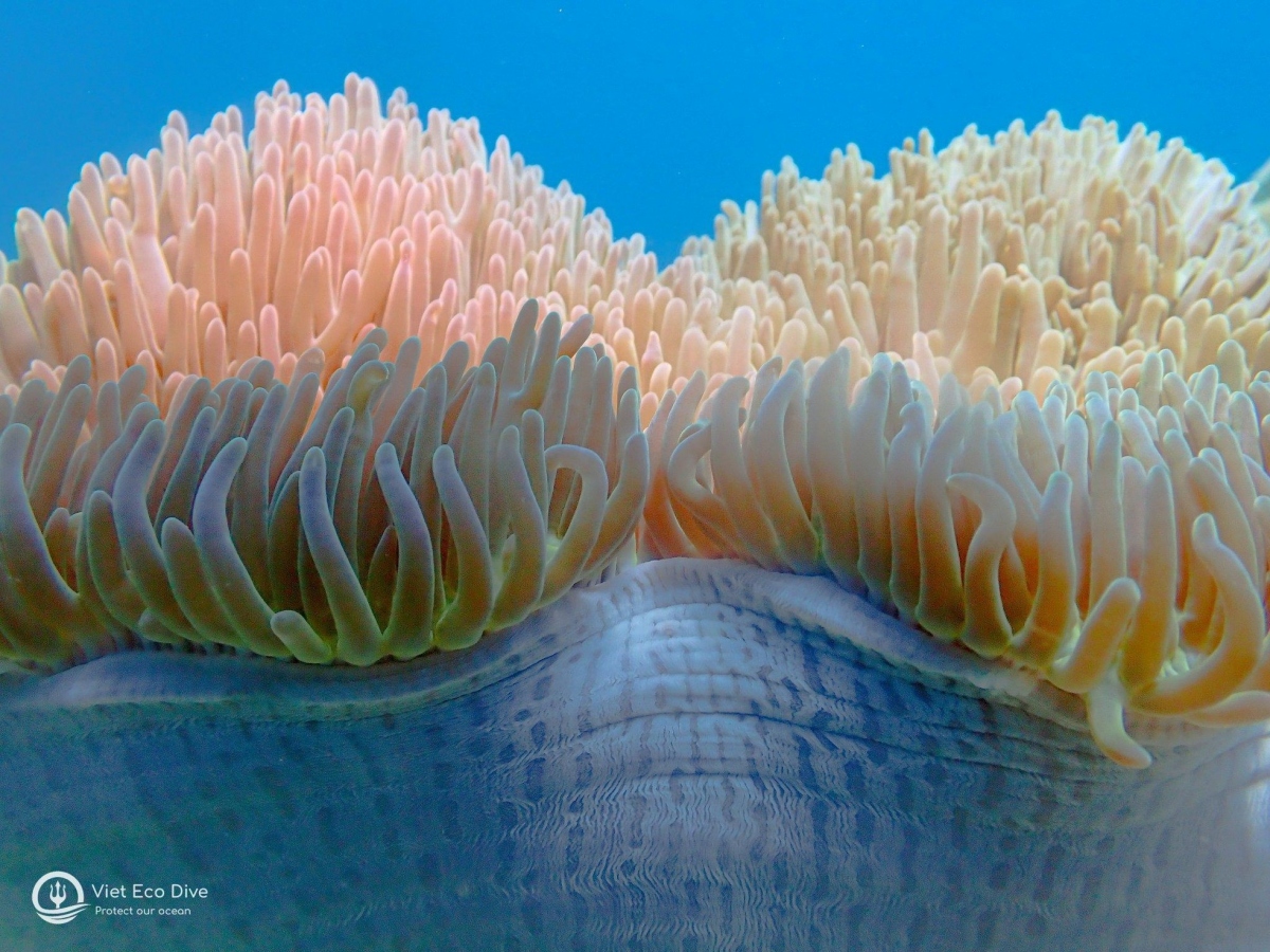 stunning beauty of coral reef on vietnam s seabed picture 3