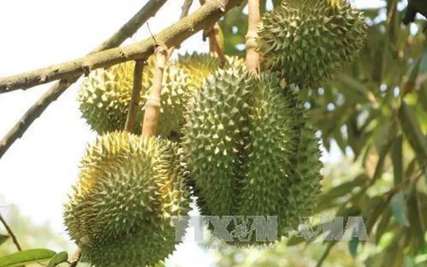 chinese customs highly value vietnamese durian growing areas picture 1