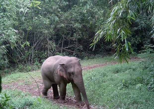 vietnam strives to conserve elephants picture 1