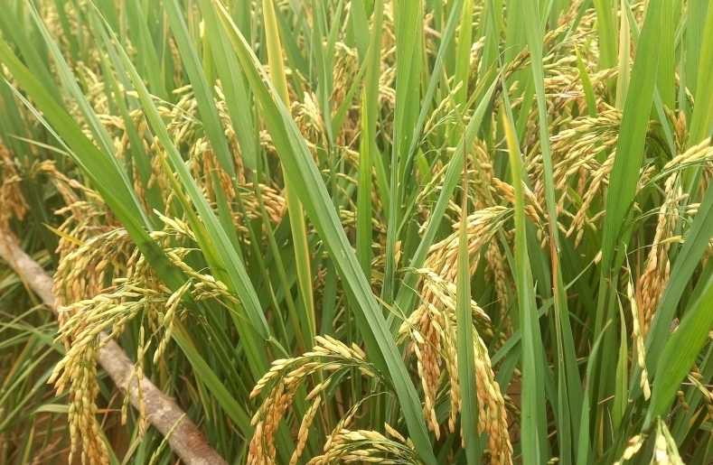 Lúa chịu hạn giúp bà con vùng cao Mù Cang Chải khấm khá