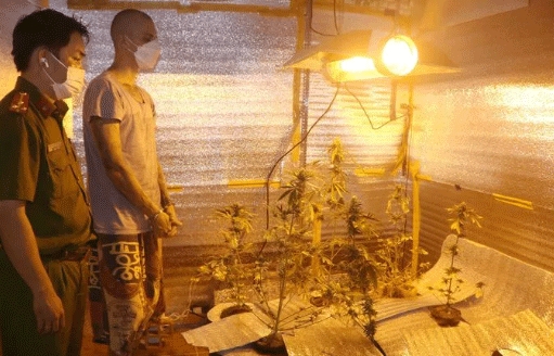 Russian couple caught growing cannabis plants in Phan Thiet