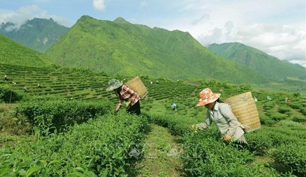 vietnam ranks 7th worldwide in tea production picture 1