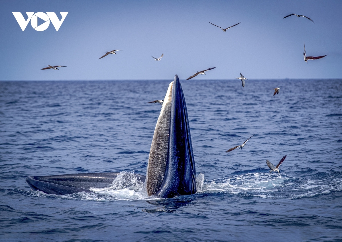 blue whales spotted off south-central vietnamese coast picture 10