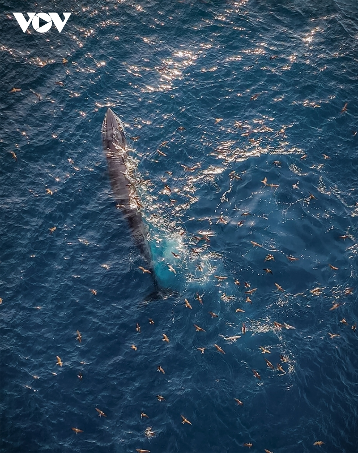 blue whales spotted off south-central vietnamese coast picture 14
