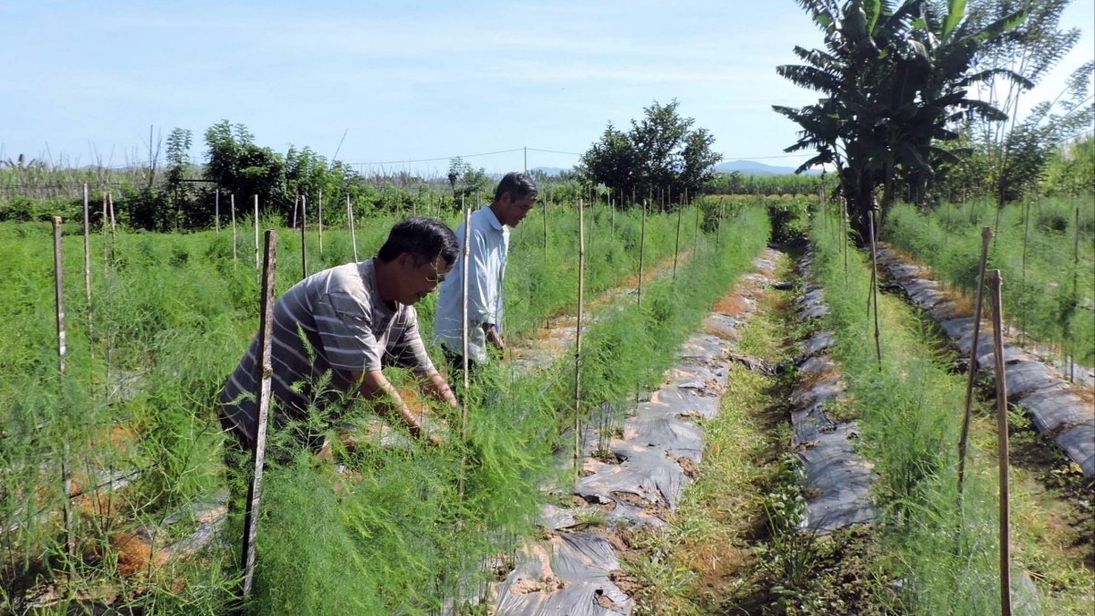 Dồn đất xây cánh đồng lớn cần đảm bảo lợi ích người dân
