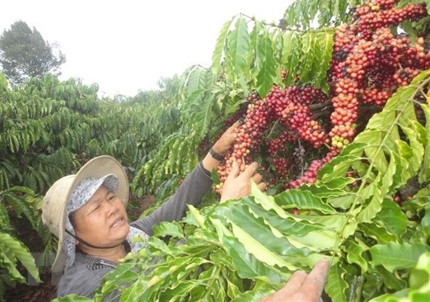 brazil invites vietnamese firms to attend international coffee week picture 1