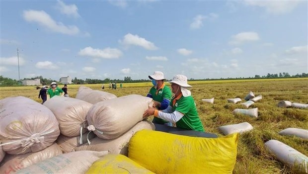 vietnam s rice exports to surpass annual target picture 1