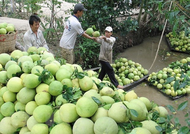 vietnamese pomelo has large potential for export picture 1