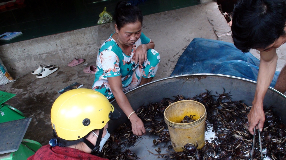 Mùa nước nổi đặt lọp bắt cua đồng thu về tiền triệu