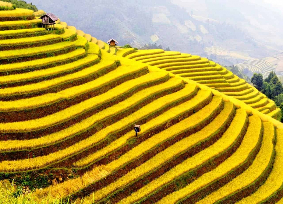 discovering golden paddy fields in northern region this autumn picture 1