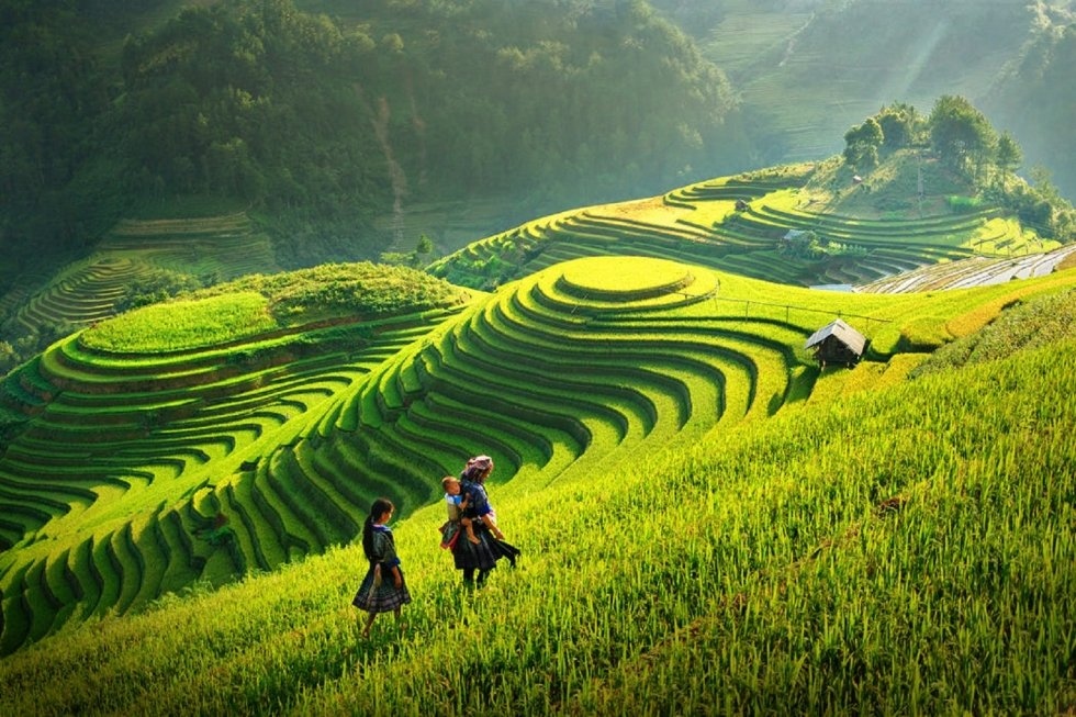 discovering golden paddy fields in northern region this autumn picture 5