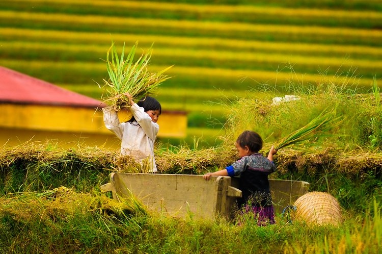 discovering golden paddy fields in northern region this autumn picture 6