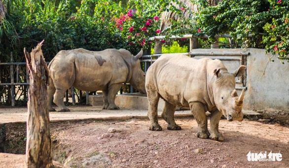 police investigate sudden deaths of six rhinos in nghe an picture 1