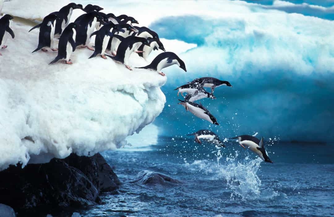 Tan chảy trước những sự thật đáng yêu về chim cánh cụt