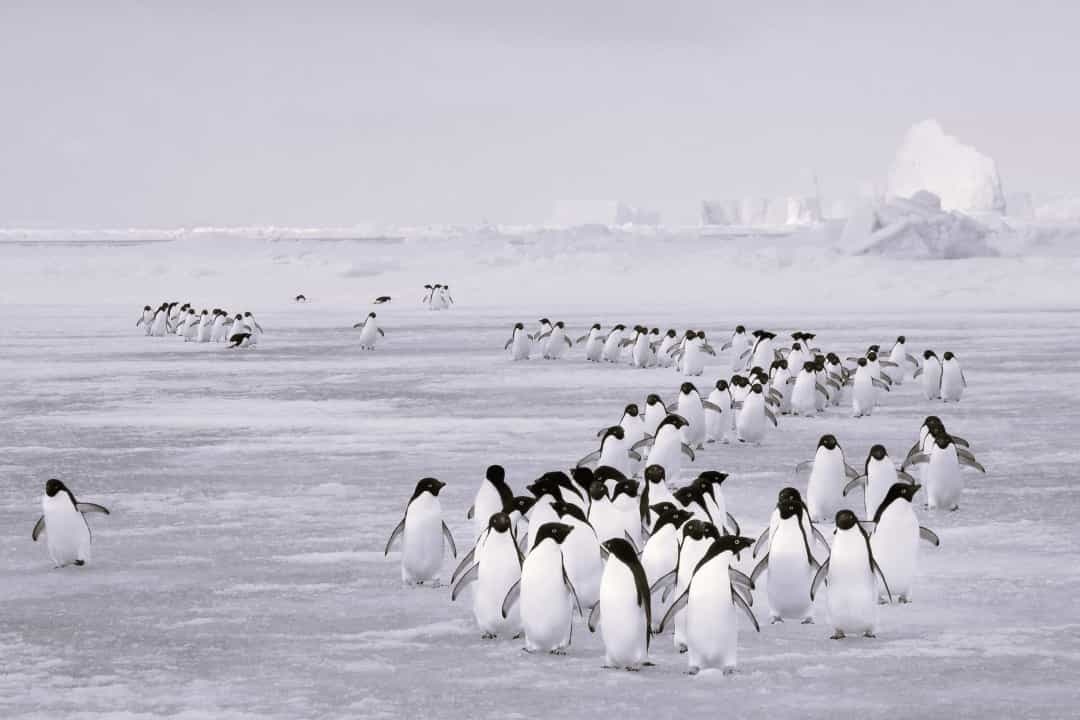 Tan chảy trước những sự thật đáng yêu về chim cánh cụt