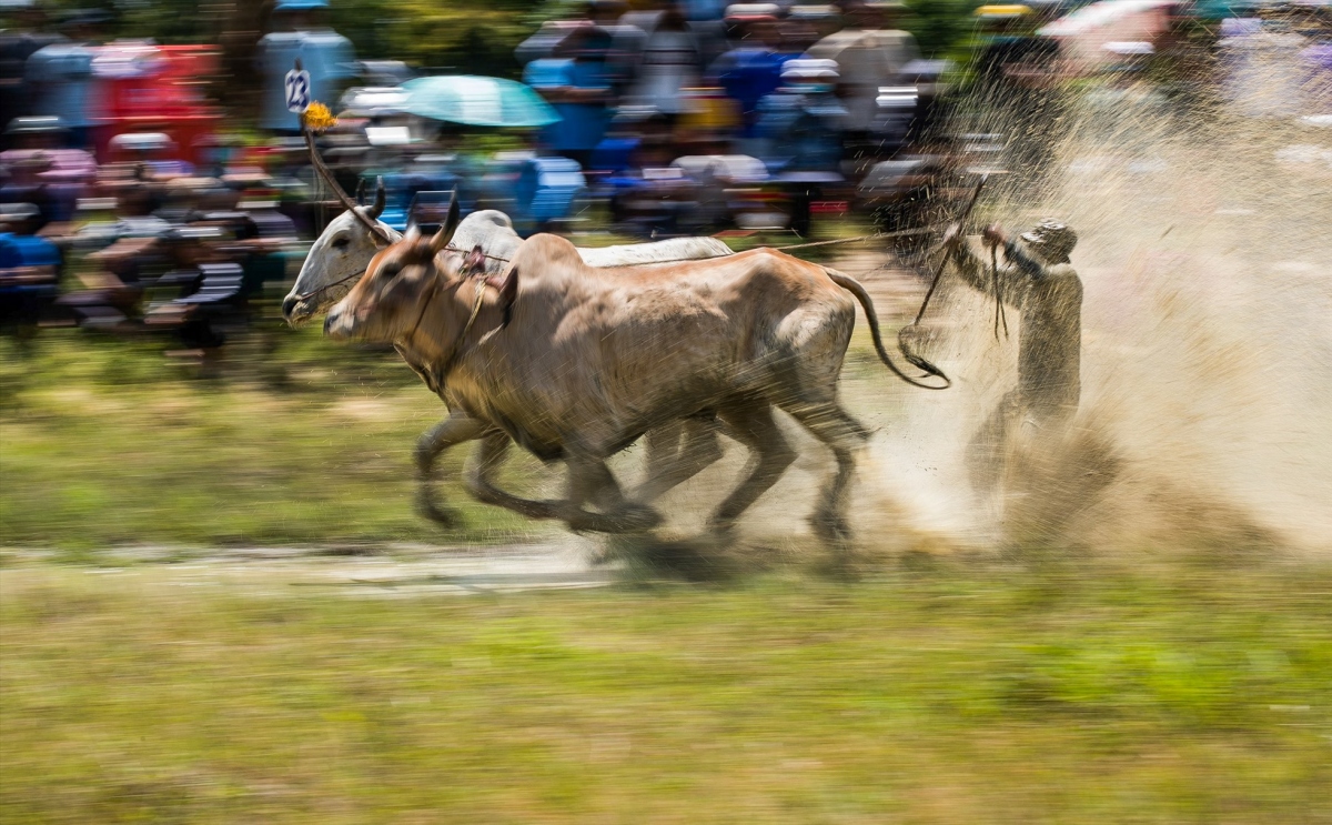 ox race excites crowds in mekong delta picture 3