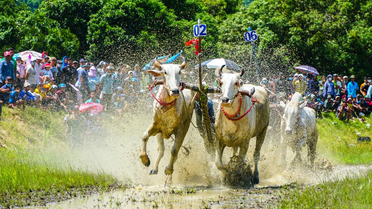 ox race excites crowds in mekong delta picture 4