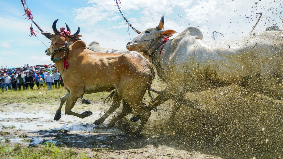 ox race excites crowds in mekong delta picture 5