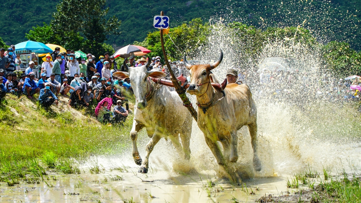 ox race excites crowds in mekong delta picture 9
