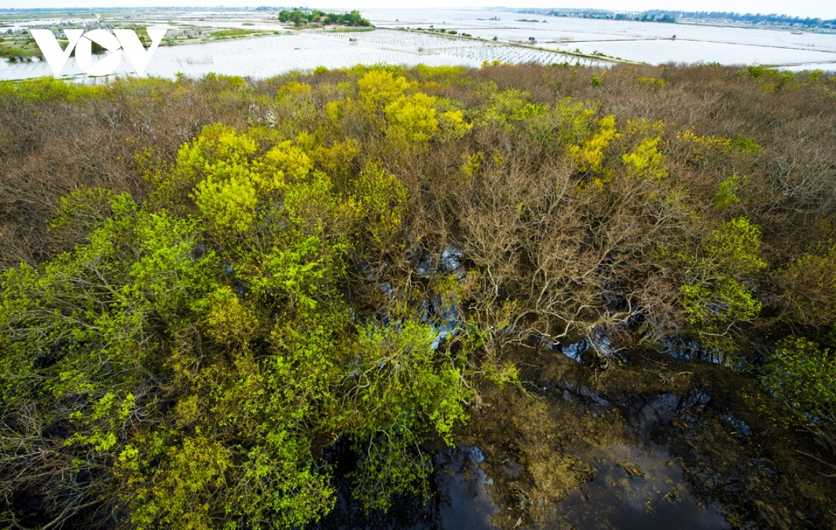 breathtaking beauty of ru cha mangrove forest in autumn picture 1