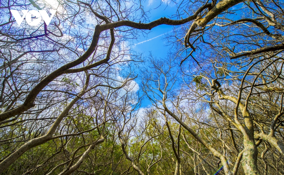 breathtaking beauty of ru cha mangrove forest in autumn picture 2