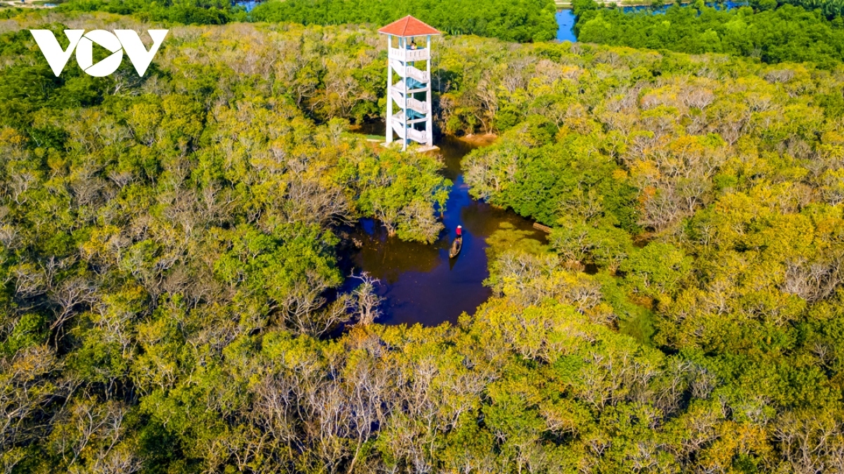 breathtaking beauty of ru cha mangrove forest in autumn picture 3