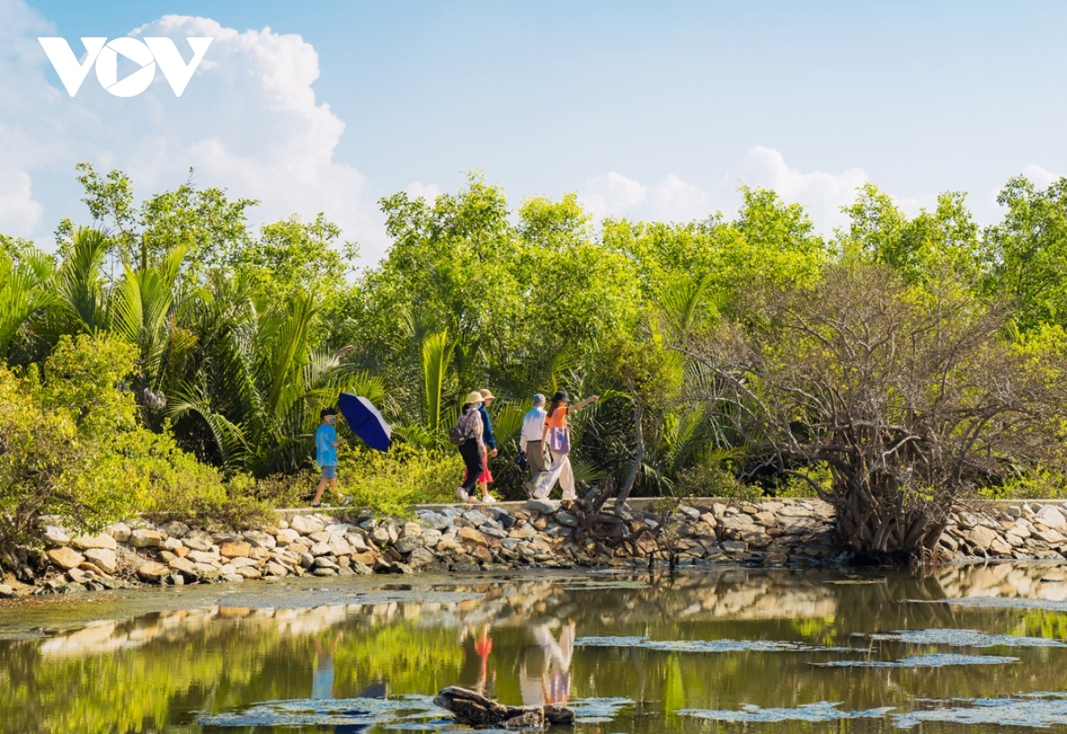 breathtaking beauty of ru cha mangrove forest in autumn picture 4