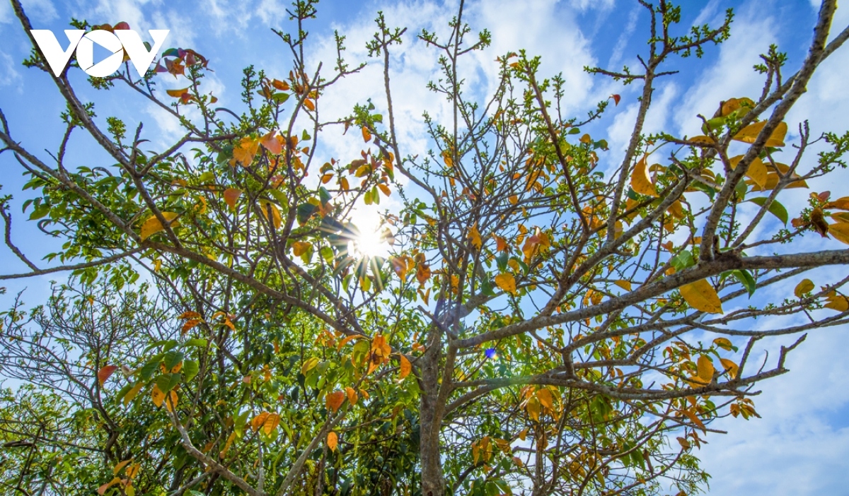 breathtaking beauty of ru cha mangrove forest in autumn picture 5