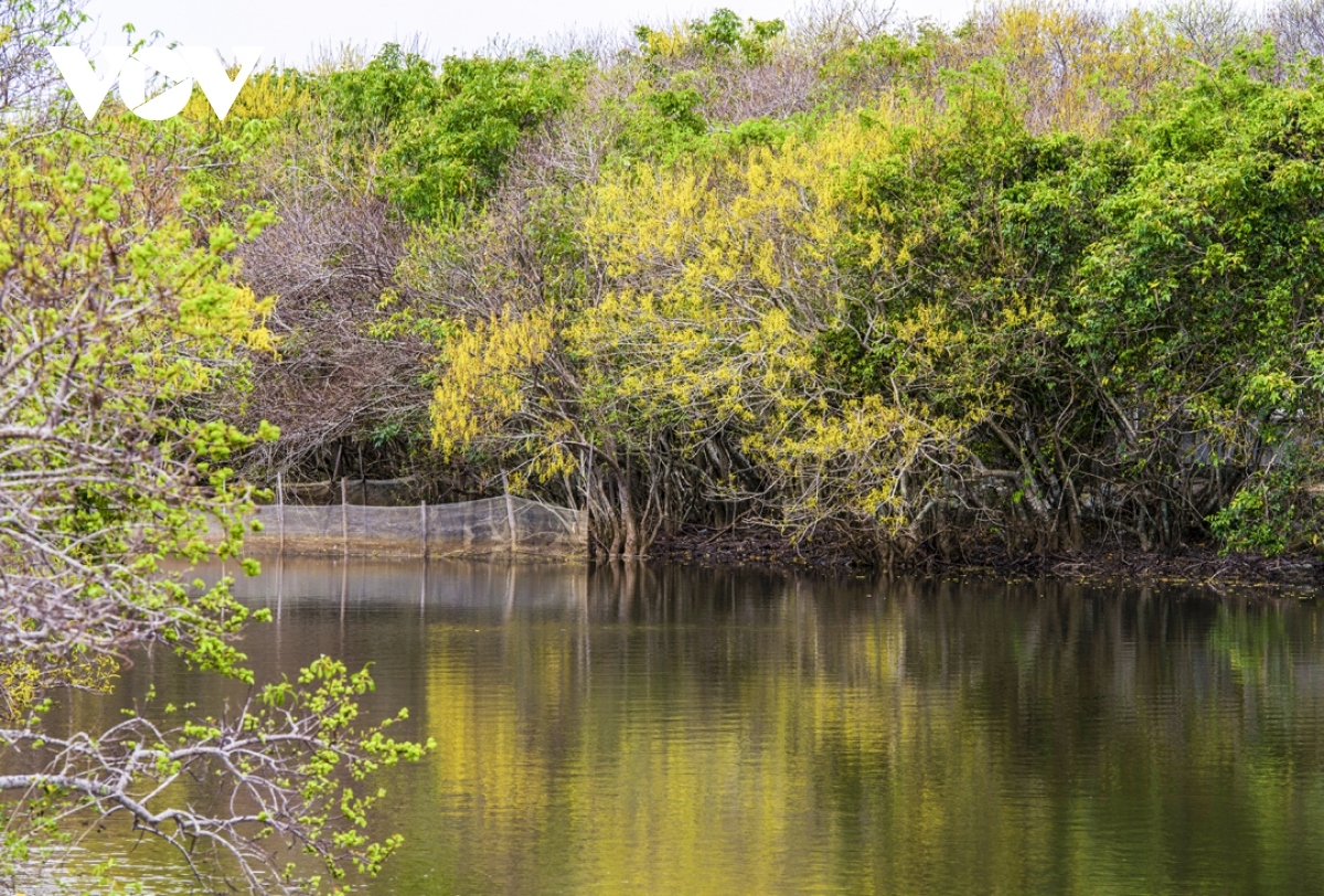 breathtaking beauty of ru cha mangrove forest in autumn picture 6