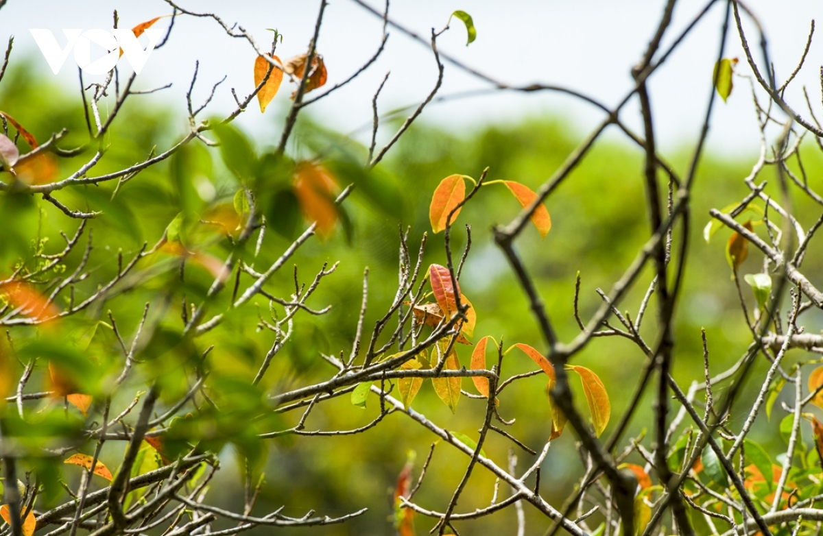 breathtaking beauty of ru cha mangrove forest in autumn picture 7