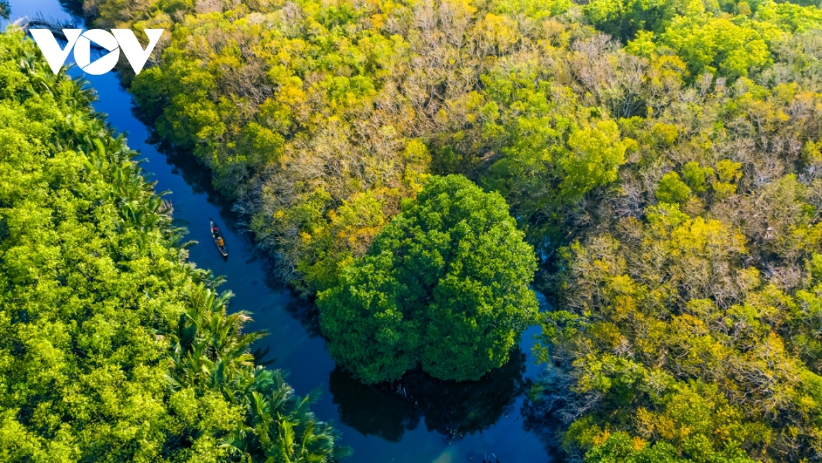 breathtaking beauty of ru cha mangrove forest in autumn picture 8