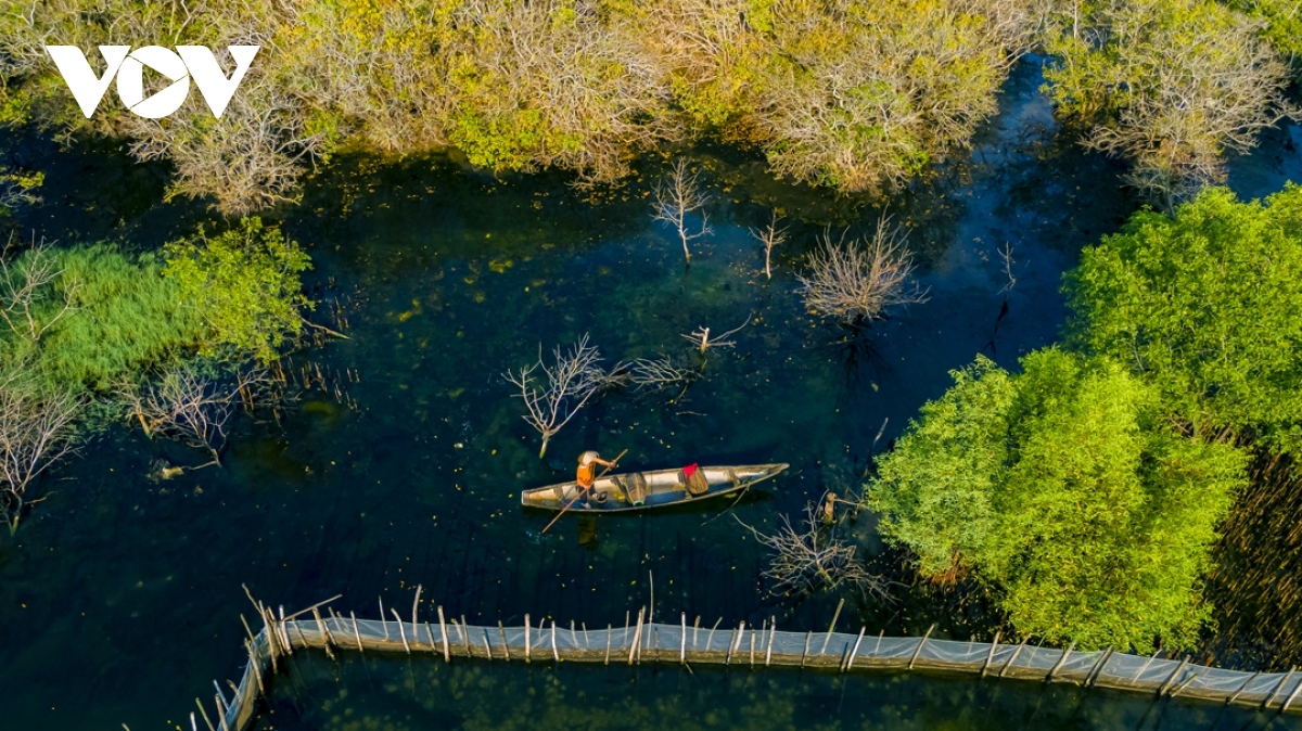 breathtaking beauty of ru cha mangrove forest in autumn picture 9