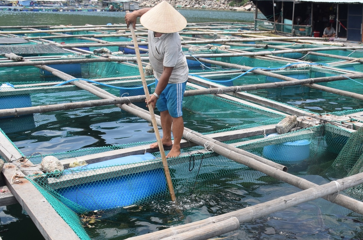 Phú Yên nhiều năm chưa di dời lồng bè ra khỏi Vũng Rô