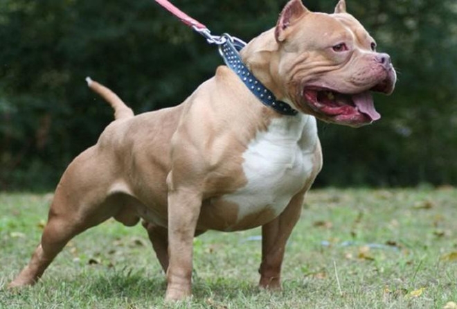 Hàng loạt vụ chó pitbull tấn công, cắn chết người kinh hoàng