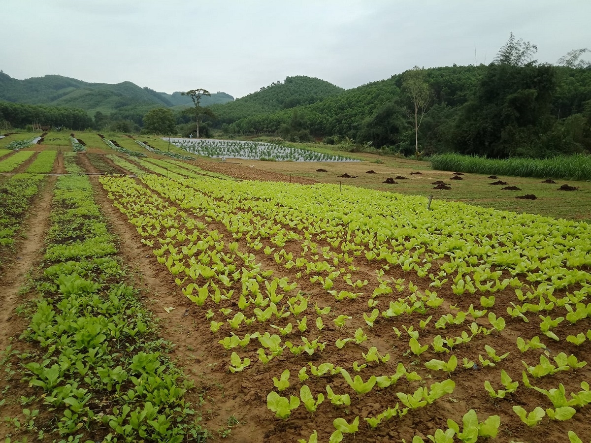 Đa dạng sinh kế, nâng cao đời sống bà con miền núi